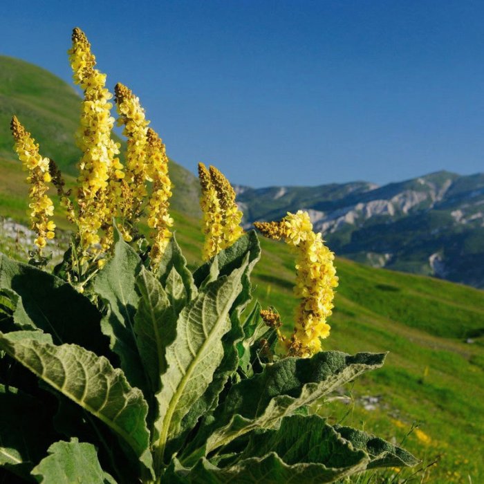 Mullein Leaf